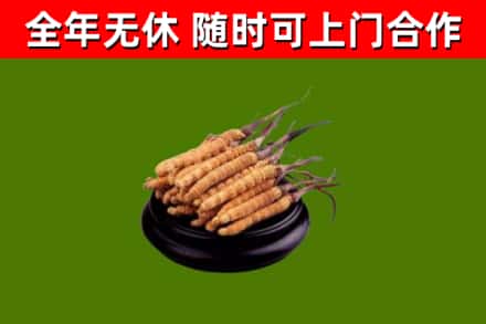 广信区回收散虫草
