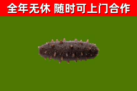 广信区回收海参干